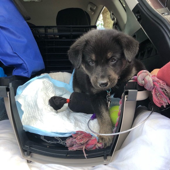 Meet your Posher, Fatima - Picture 4 of 4